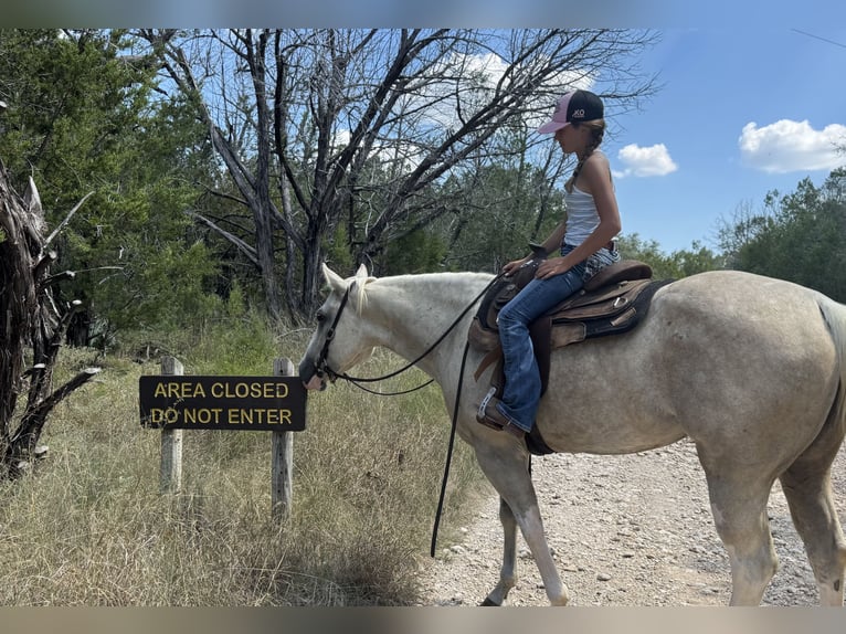 American Paint Horse Yegua 6 años 155 cm Palomino in Cleburne