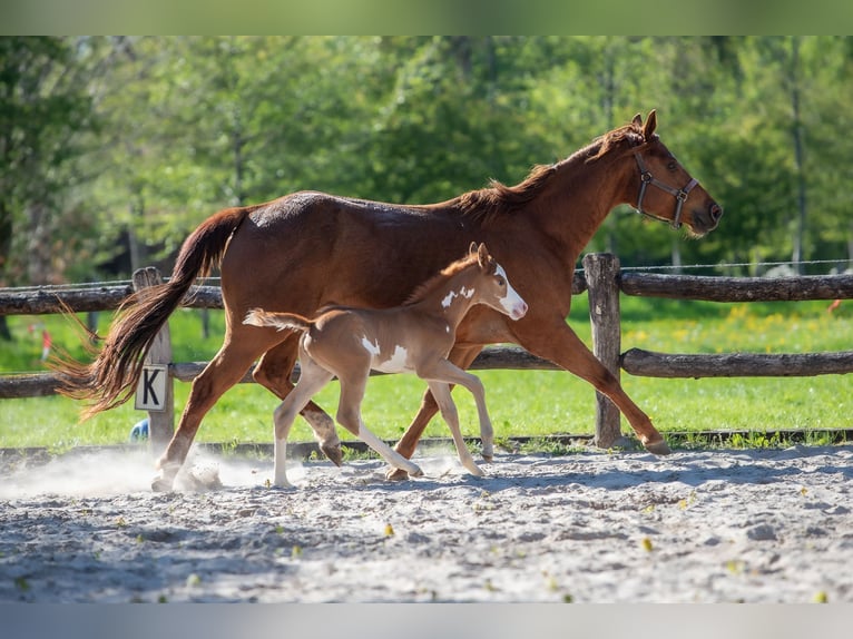 American Paint Horse Yegua 6 años 159 cm Alazán in Eexterveenschekanaal