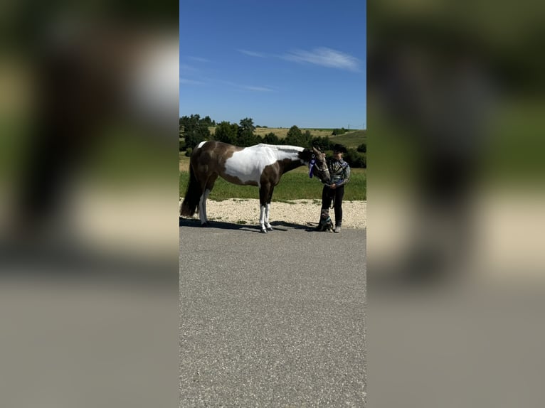 American Paint Horse Yegua 6 años 160 cm Tobiano-todas las-capas in Regenstauf