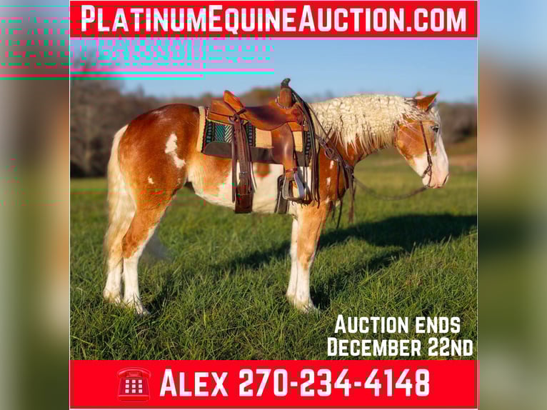 American Paint Horse Yegua 6 años 163 cm Alazán-tostado in Greensburg KY