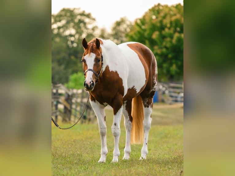 American Paint Horse Yegua 6 años 165 cm Tobiano-todas las-capas in New Holland
