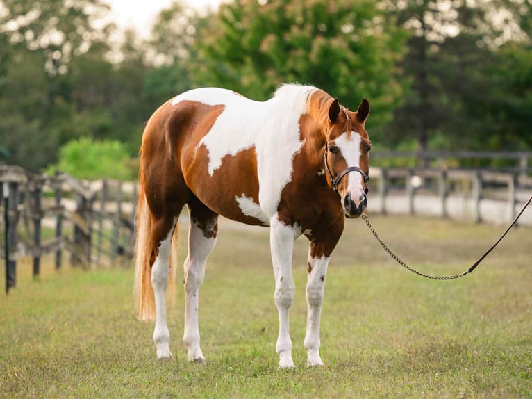 American Paint Horse Yegua 6 años 165 cm Tobiano-todas las-capas in New Holland