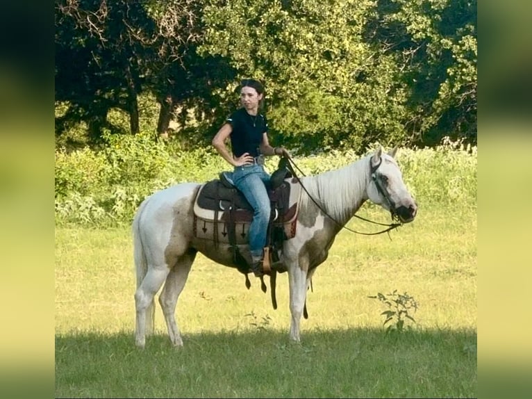 American Paint Horse Yegua 6 años Pío in Decatur