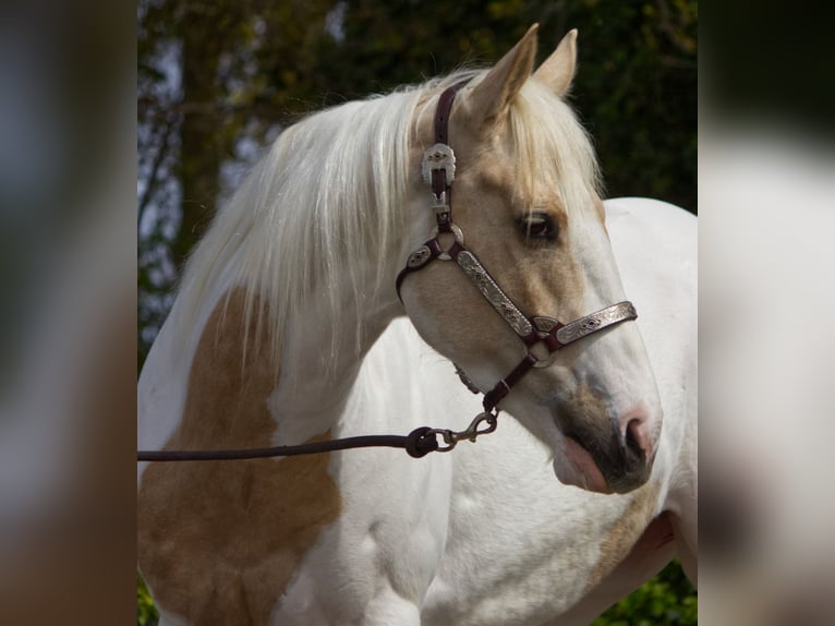 American Paint Horse Yegua 7 años 148 cm Palomino in Zwaagdijk-West