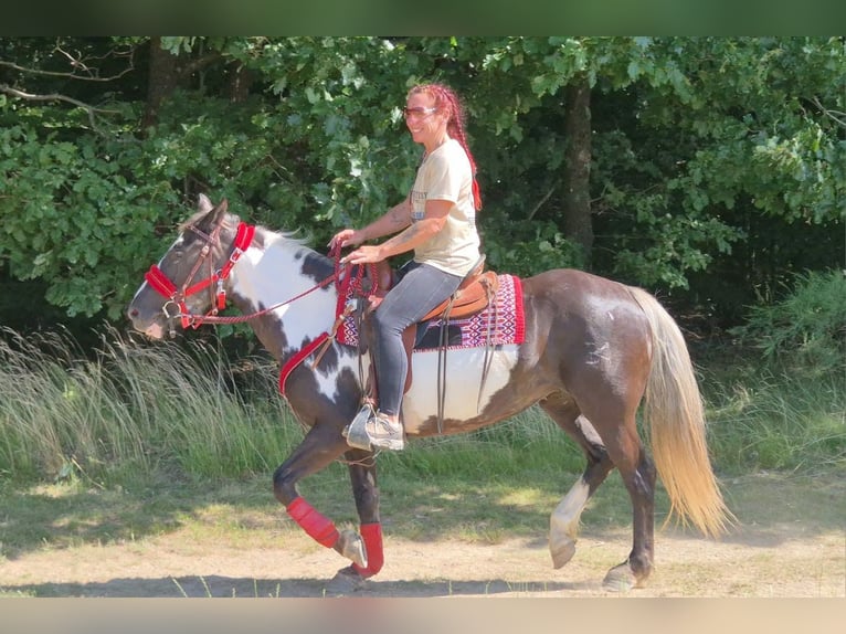 American Paint Horse Yegua 7 años 150 cm Overo-todas las-capas in Linkenbach
