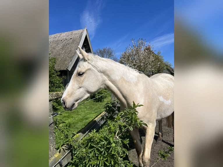 American Paint Horse Mestizo Yegua 7 años 150 cm Palomino in Retschow