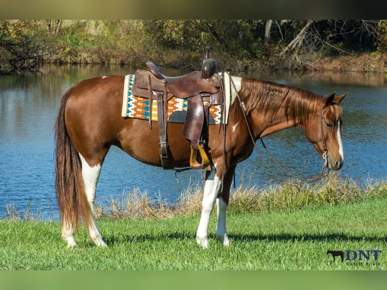 American Paint Horse Yegua 7 años 150 cm Pío in Henderson