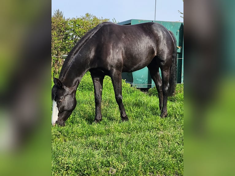 American Paint Horse Mestizo Yegua 7 años 156 cm Negro in Lünen