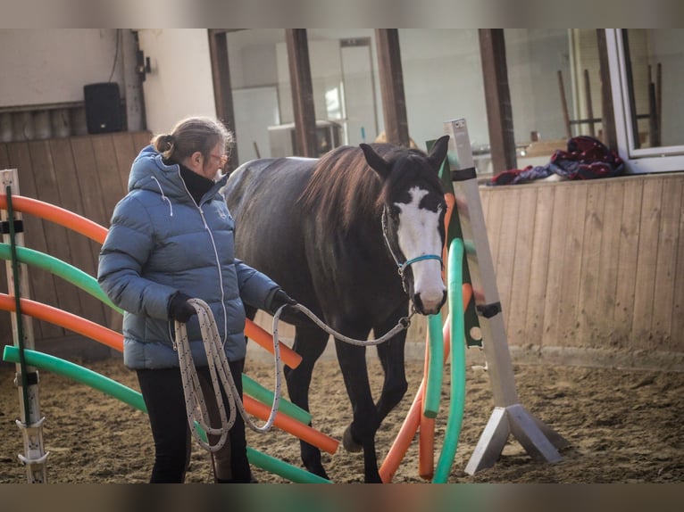 American Paint Horse Mestizo Yegua 7 años 156 cm Negro in Lünen
