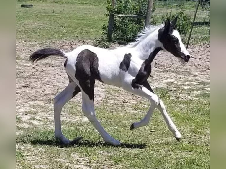 American Paint Horse Yegua 7 años 157 cm Pío in Macon