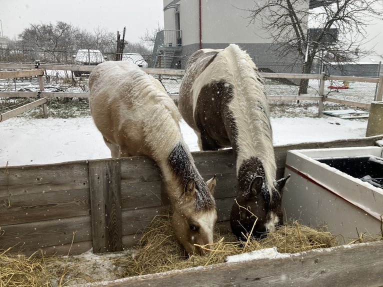 American Paint Horse Yegua 7 años 160 cm Grullo in Nový Šaldorf-Sedlešovice - Sedlešovice