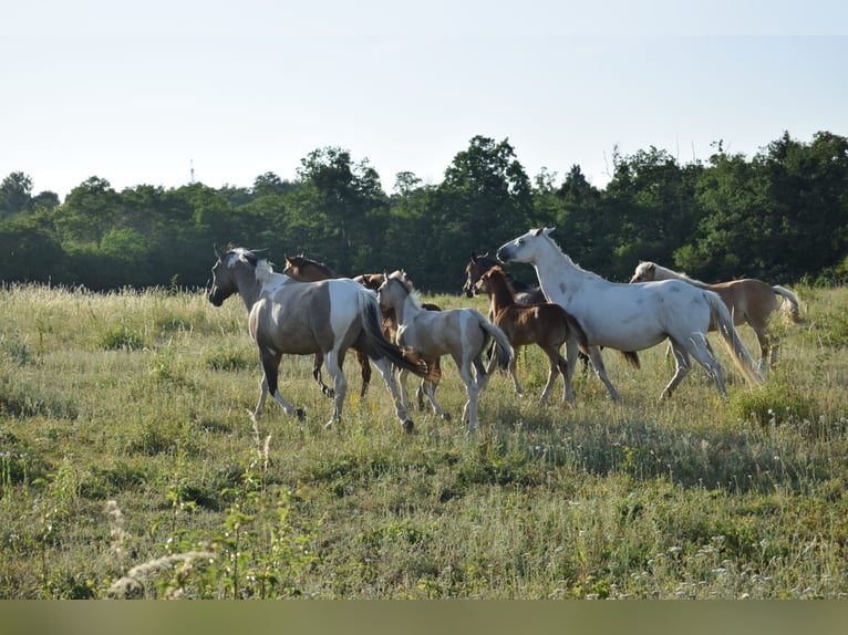 American Paint Horse Yegua 7 años 160 cm Grullo in Nový Šaldorf-Sedlešovice - Sedlešovice