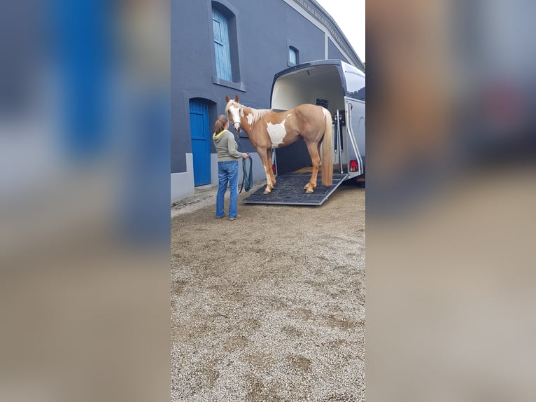 American Paint Horse Yegua 7 años 160 cm Palomino in Arzfeld