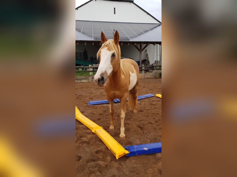 American Paint Horse Yegua 7 años 160 cm Palomino in Arzfeld