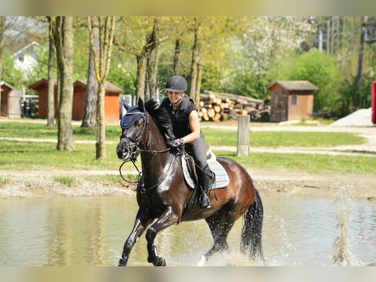 American Paint Horse Yegua 7 años 168 cm Castaño oscuro in G&#xF6;tzis