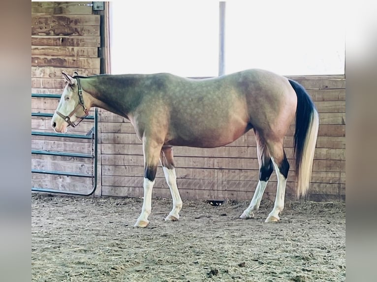 American Paint Horse Yegua 7 años Overo-todas las-capas in Dundas, Ontario