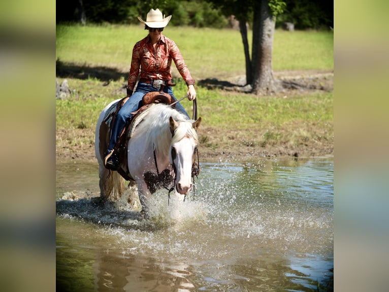 American Paint Horse Yegua 7 años Pío in Grand Saline