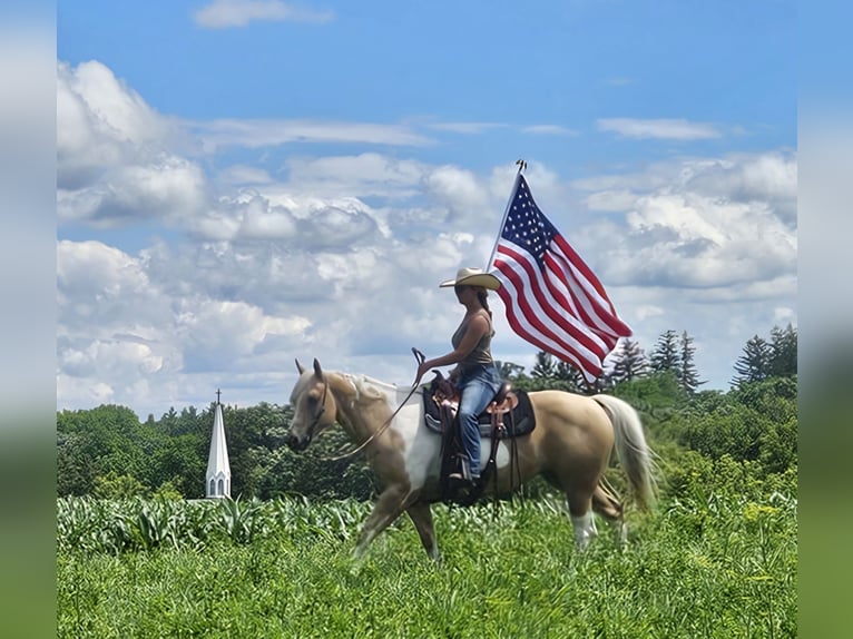 American Paint Horse Yegua 7 años Pío in Harmony