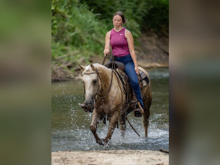 American Paint Horse Yegua 8 años 142 cm Palomino in Auburn