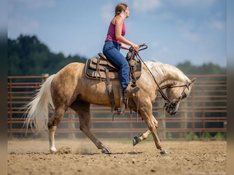 American Paint Horse Yegua 8 años 142 cm Palomino in Auburn