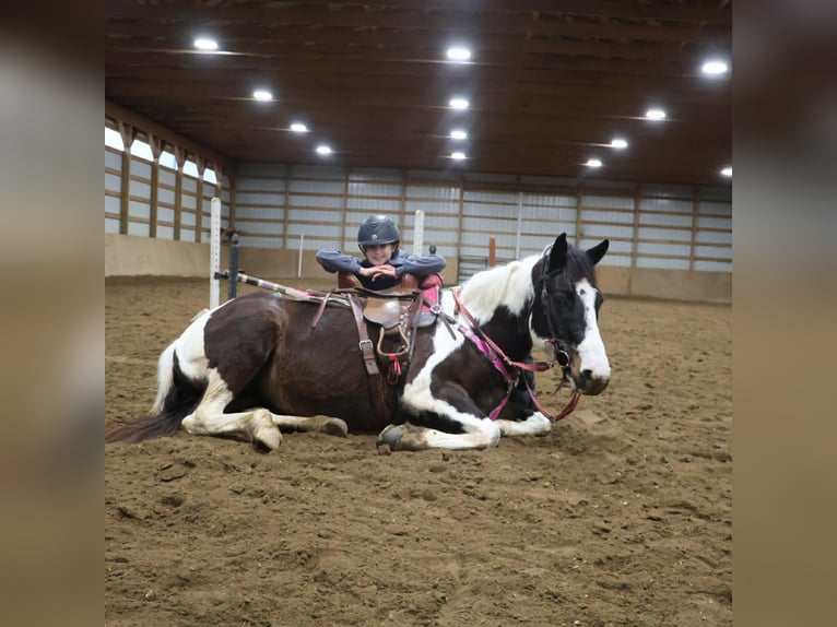 American Paint Horse Yegua 8 años 147 cm  in Howell