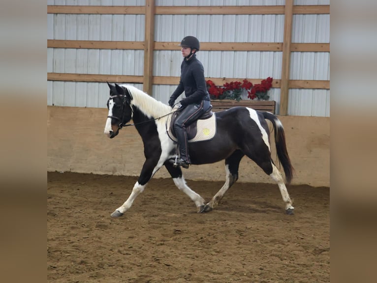 American Paint Horse Yegua 8 años 147 cm  in Howell