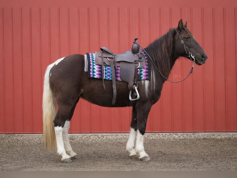 American Paint Horse Yegua 8 años 147 cm Tobiano-todas las-capas in North Bloomfield