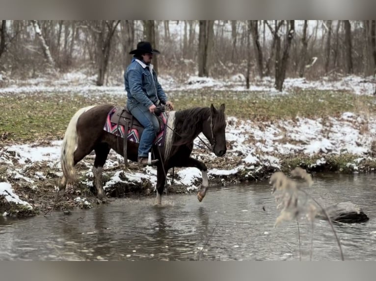 American Paint Horse Yegua 8 años 147 cm Tobiano-todas las-capas in North Bloomfield