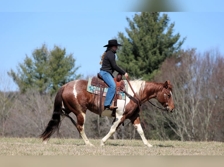American Paint Horse Yegua 8 años 150 cm Pío in Clarion