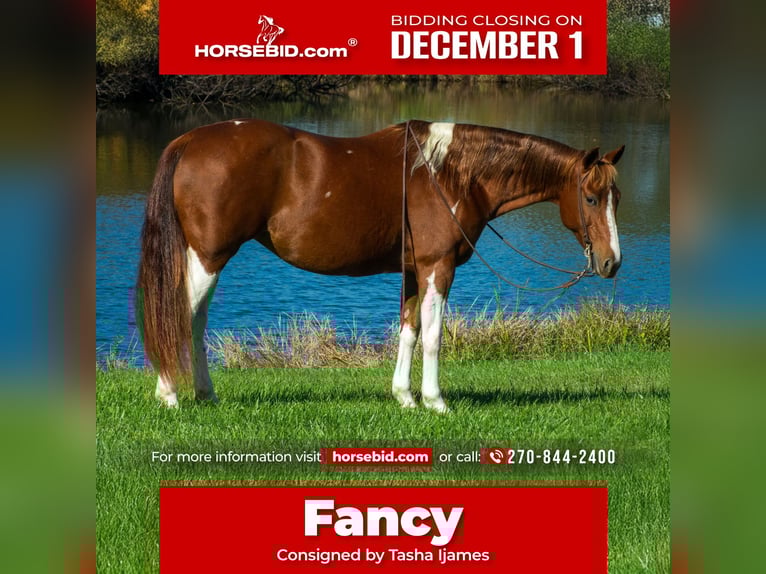 American Paint Horse Yegua 8 años 150 cm Pío in Henderson