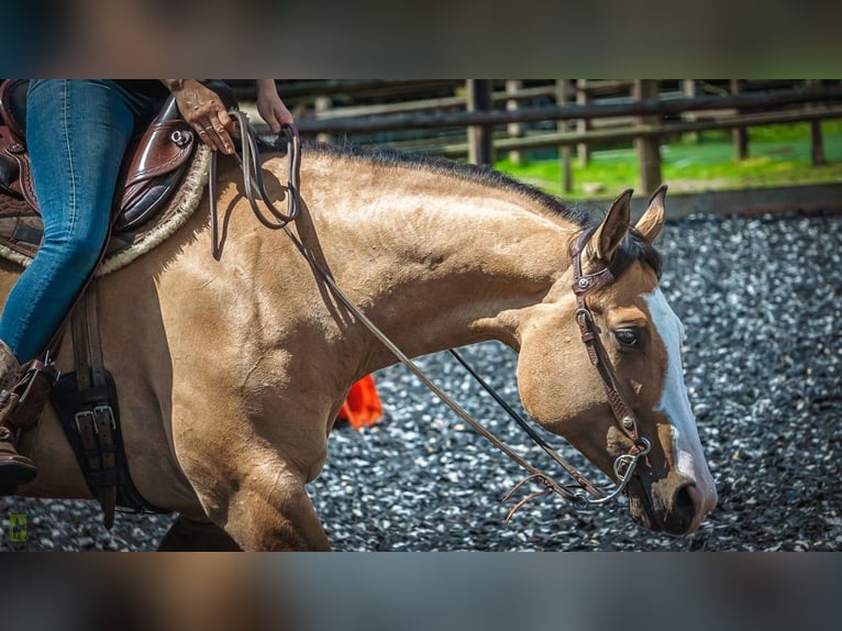 American Paint Horse Mestizo Yegua 8 años 152 cm Bayo in Melle