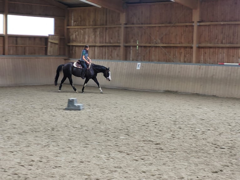 American Paint Horse Yegua 8 años 152 cm Overo-todas las-capas in Schwarzenberg/Erzgebirge