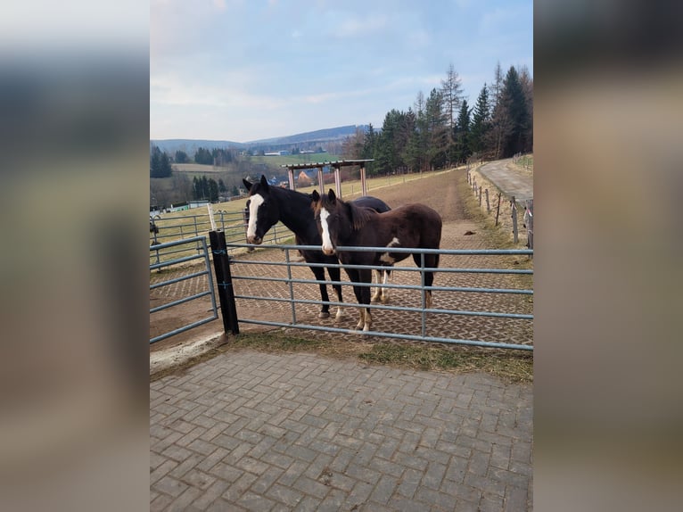 American Paint Horse Yegua 8 años 152 cm Overo-todas las-capas in Schwarzenberg/Erzgebirge