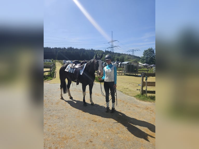 American Paint Horse Yegua 8 años 152 cm Overo-todas las-capas in Schwarzenberg/Erzgebirge