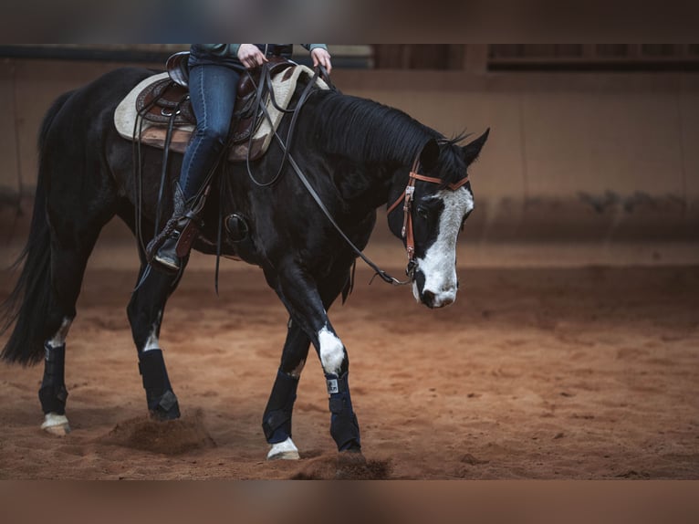 American Paint Horse Yegua 8 años 152 cm Overo-todas las-capas in Schwarzenberg/Erzgebirge