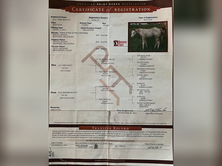 American Paint Horse Yegua 8 años 152 cm Overo-todas las-capas in Sonora KY