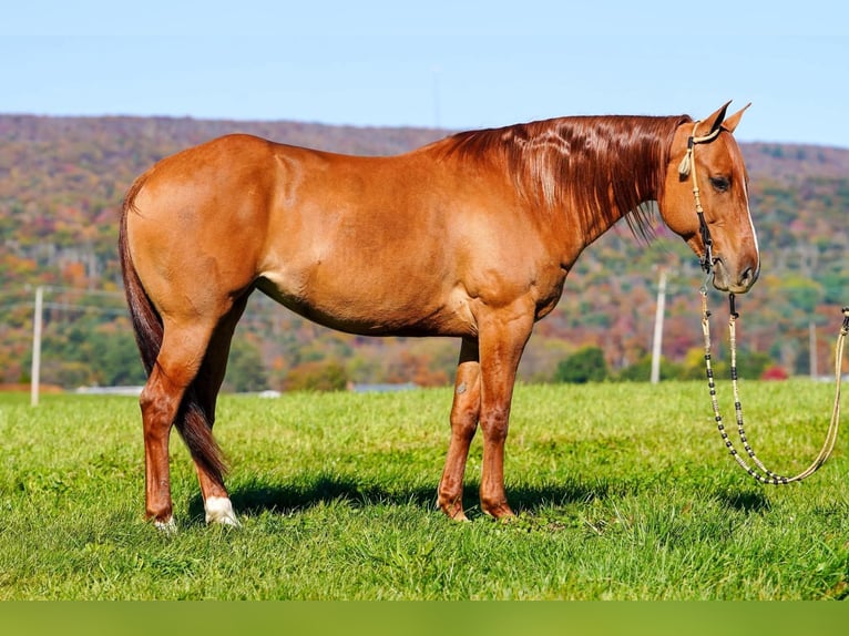 American Paint Horse Yegua 8 años 152 cm Red Dun/Cervuno in Rebersburg