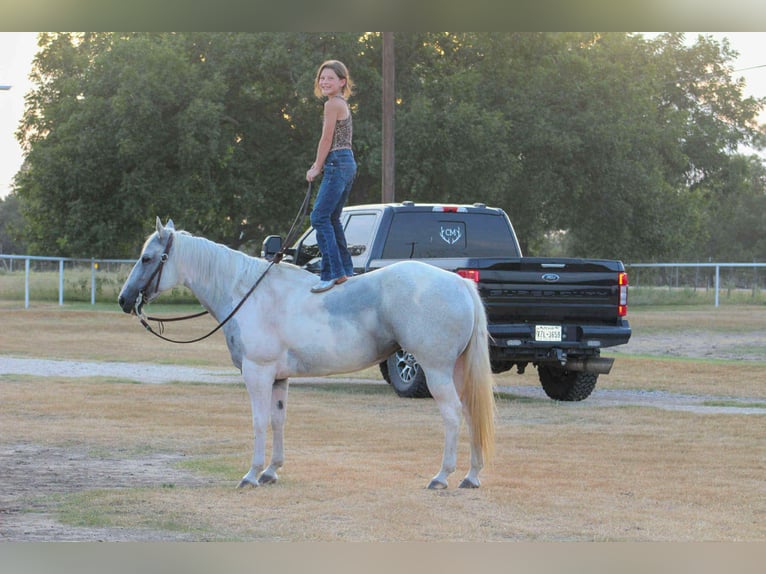 American Paint Horse Yegua 8 años 152 cm Tobiano-todas las-capas in Stephenville TX