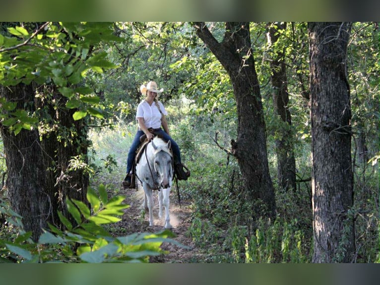 American Paint Horse Yegua 8 años 152 cm Tobiano-todas las-capas in Stephenville TX