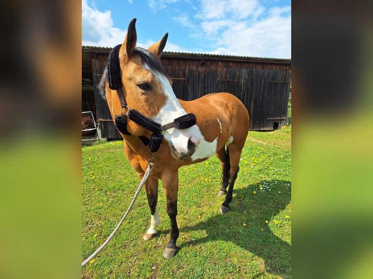 American Paint Horse Yegua 8 años 154 cm Overo-todas las-capas in Bissingen