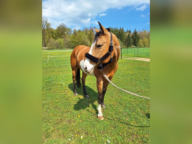 American Paint Horse Yegua 8 años 154 cm Overo-todas las-capas in Bissingen