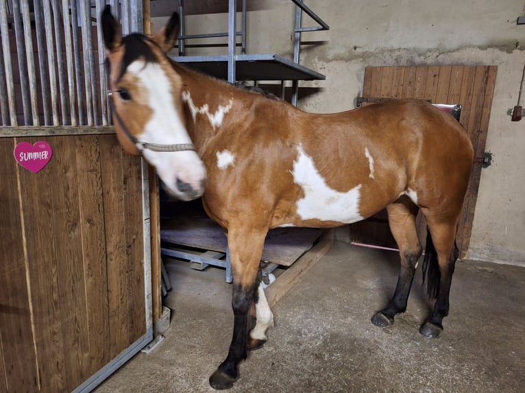 American Paint Horse Yegua 8 años 154 cm Overo-todas las-capas in Bissingen