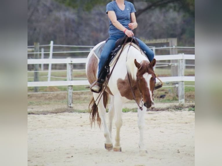 American Paint Horse Yegua 8 años 157 cm Ruano alazán in Aynor, SC