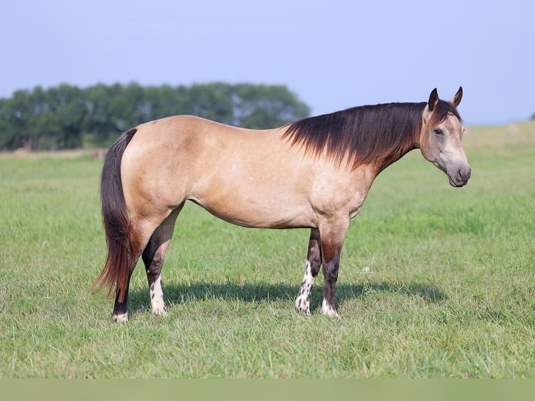 American Paint Horse Yegua 8 años Buckskin/Bayo in Adair OK