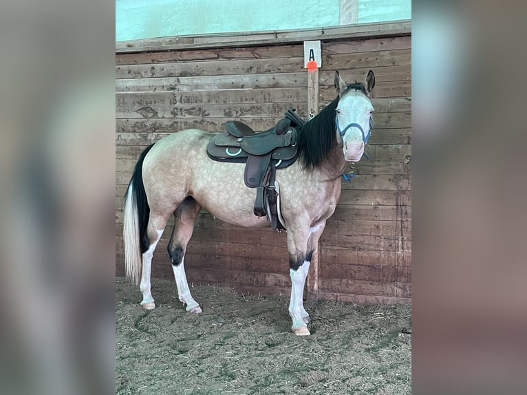 American Paint Horse Yegua 8 años Overo-todas las-capas in Dundas, Ontario