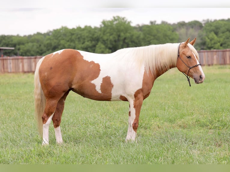 American Paint Horse Yegua 8 años Palomino in Adair Ok