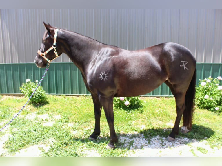 American Paint Horse Yegua 9 años 147 cm Negro in Carleton