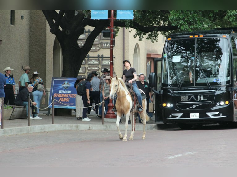 American Paint Horse Yegua 9 años 150 cm Palomino in Poolville