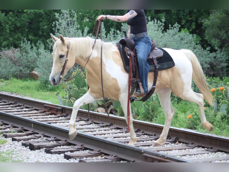 American Paint Horse Yegua 9 años 150 cm Tobiano-todas las-capas in Poolville