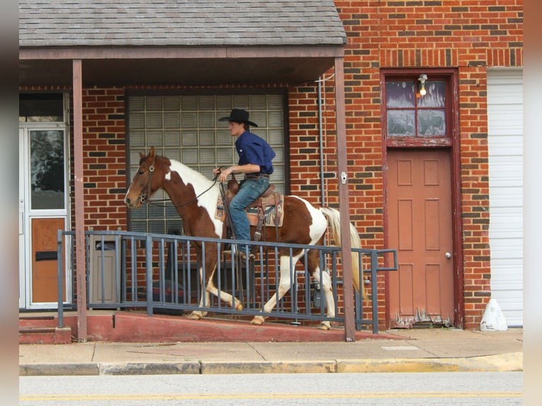 American Paint Horse Yegua 9 años 150 cm Tobiano-todas las-capas in Cushing